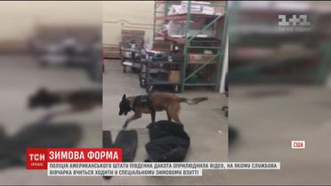 У США собак-поліцейських привчають ходити у зимовому взутті