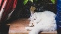 Чому коти сплять калачиком