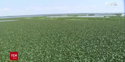 Водяной орех может уничтожить в Днепре рыбные запасы страны