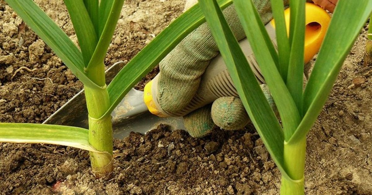 Як збільшити розмір головок часнику