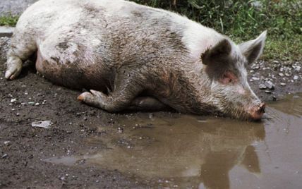 Африканская чума "скосила" полтысячи свиней в Днепропетровской области