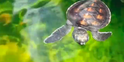 Вченим вдалося загіпнотизувати дитинчат черепах