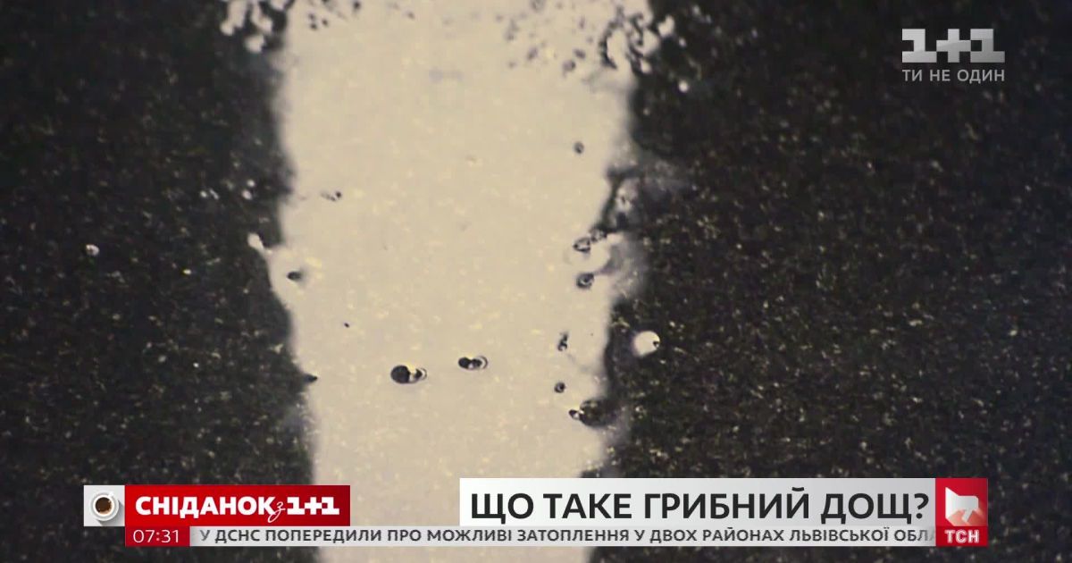 Какой дождь мы называем грибным и почему - Поп-наука
