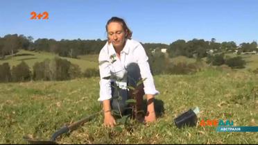 Австралійка запропонувала створити незвичайний цвинтар: замість пам'ятників садити дерева