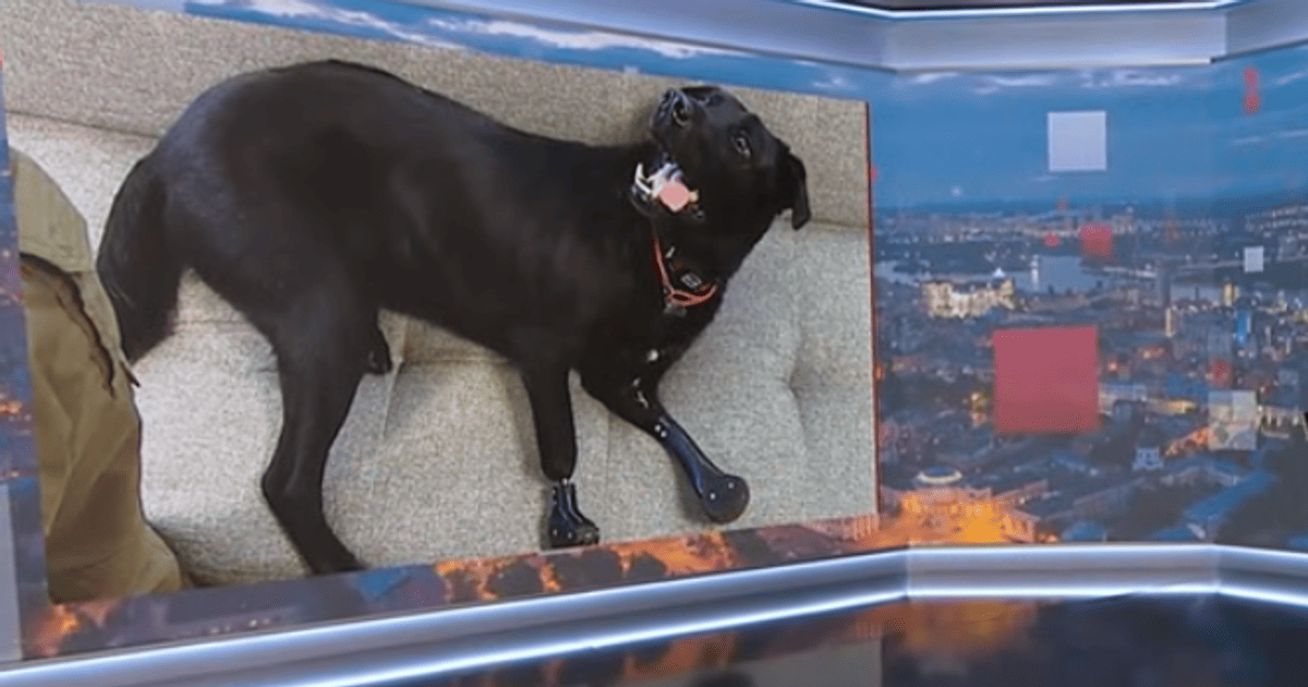 Лавр на протезах