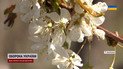 Погода в апреле забрала у украинцев это! Готовьтесь к дефициту черешни и абрикосов! Их не будет!