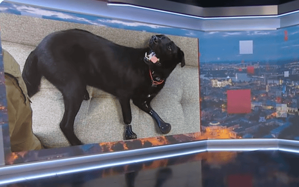 На титанових лапах: лабрадор Лавр, який потрапив під поїзд, став натхненником для поранених бійців