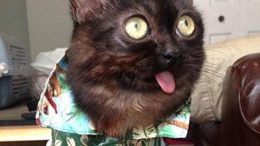 Странный кот-&laquo;хипстер&raquo; взорвал Сеть / © dailymail.co.uk