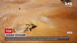 Новости мира: в Амазонку выпустили миллион черепашек, чтобы уберечь их от полного исчезновения