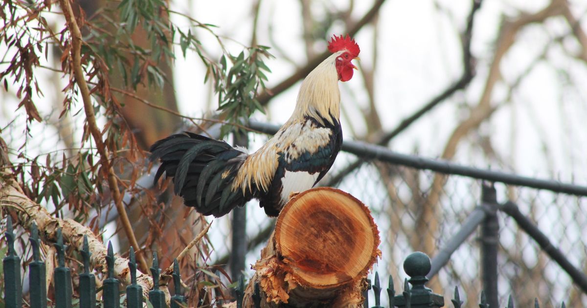 Почему петух кричит рано утром во время восхода солнца