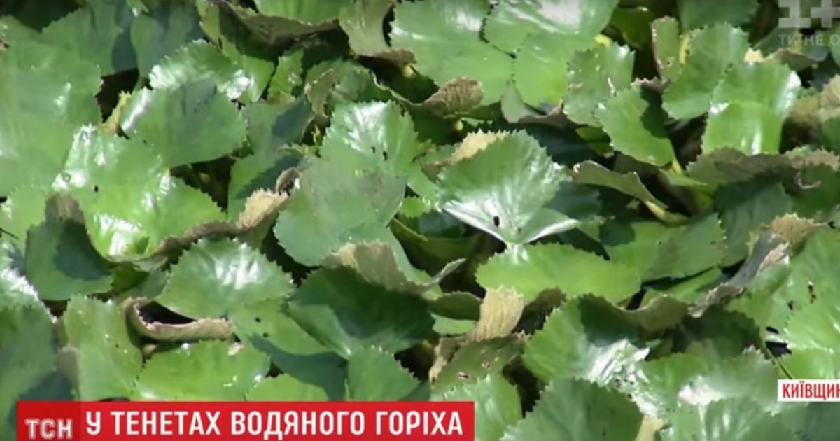 На Днепре образовались огромные поля водяного ореха, из-за чего не размножается рыба