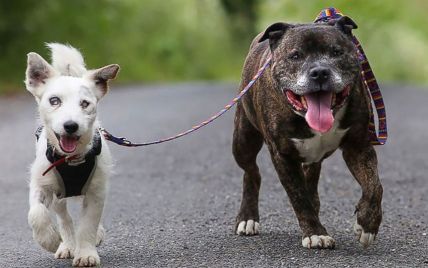Сліпий собака-безхатько та його пес-поводир розчулили мешканців Великобританії
