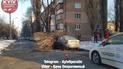 У Києві на припарковані авто впало дерево