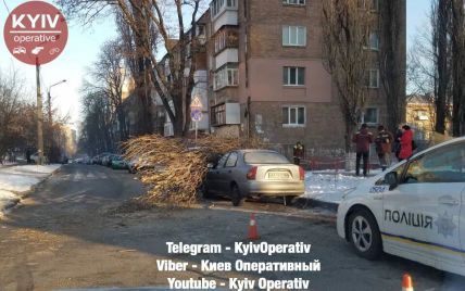 У Києві на припарковані авто впало дерево