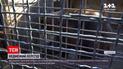 Новости мира: медведи из Запорожья переезжают в нидерландский Сафари-парк