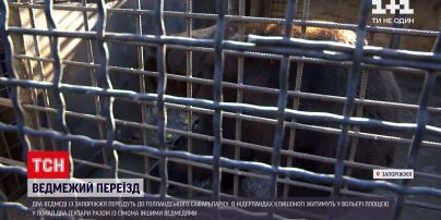 Новости мира: медведи из Запорожья переезжают в нидерландский Сафари-парк