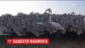 Тисячі фламінго у розпал шлюбного сезону зібрались в іспанській провінції Малага