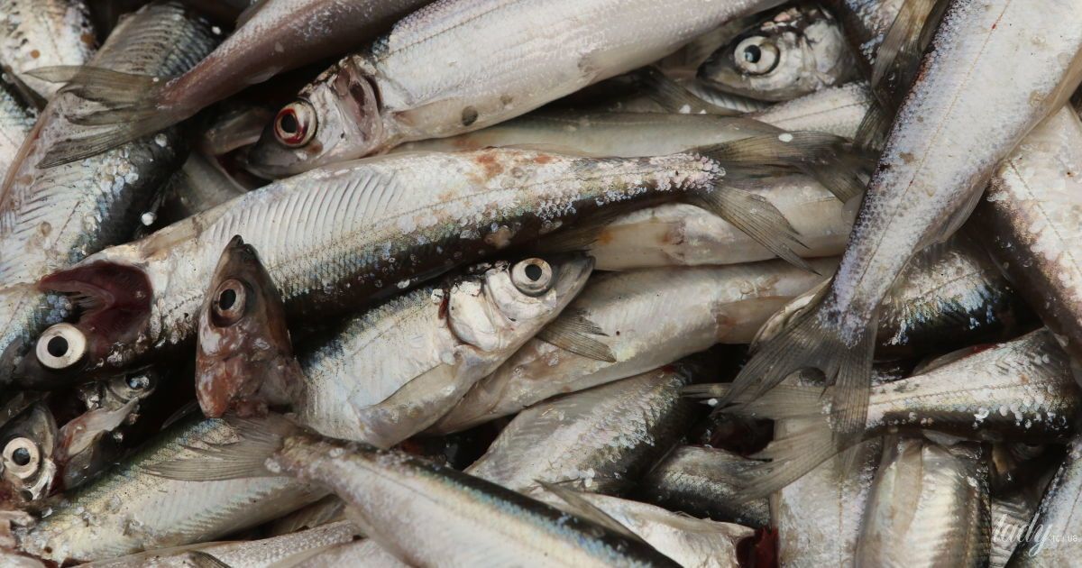 Анчоуси з чорноморської хамси - рецепт від Андрія Величка