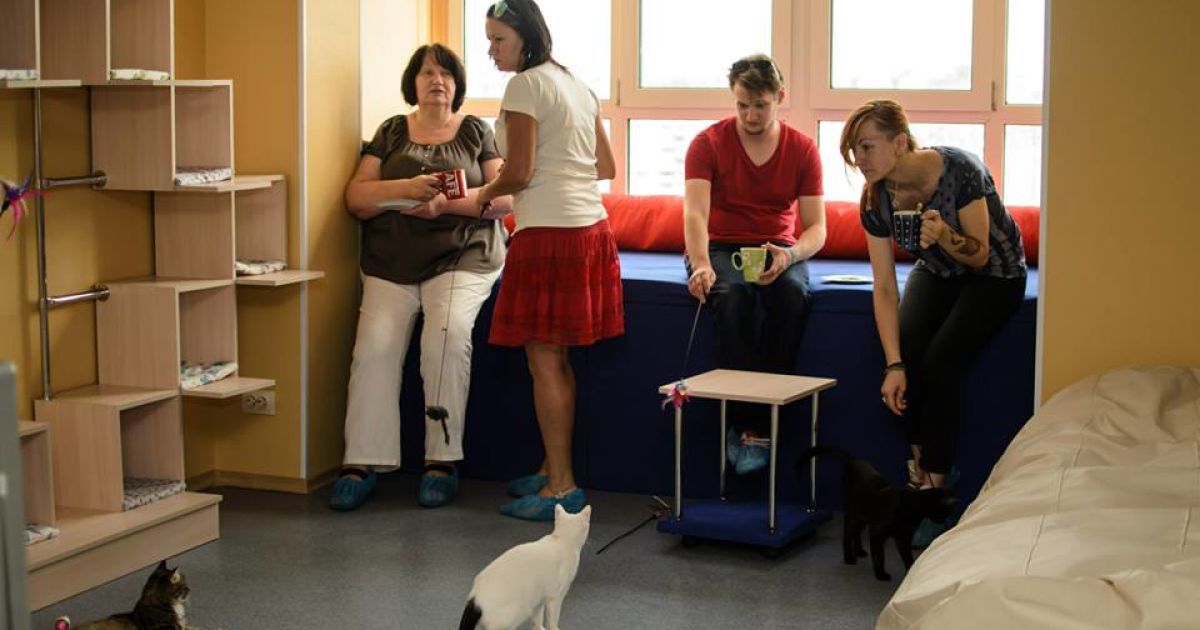 Посетителям заведения будут позволять играть с котиками / © facebook.com/kotokafelapa