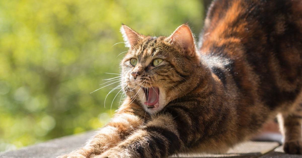 Украинцы любят котов