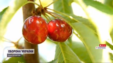 Бої за черешню: чи вдасться українцям цьогоріч наїстися ягоди досхочу