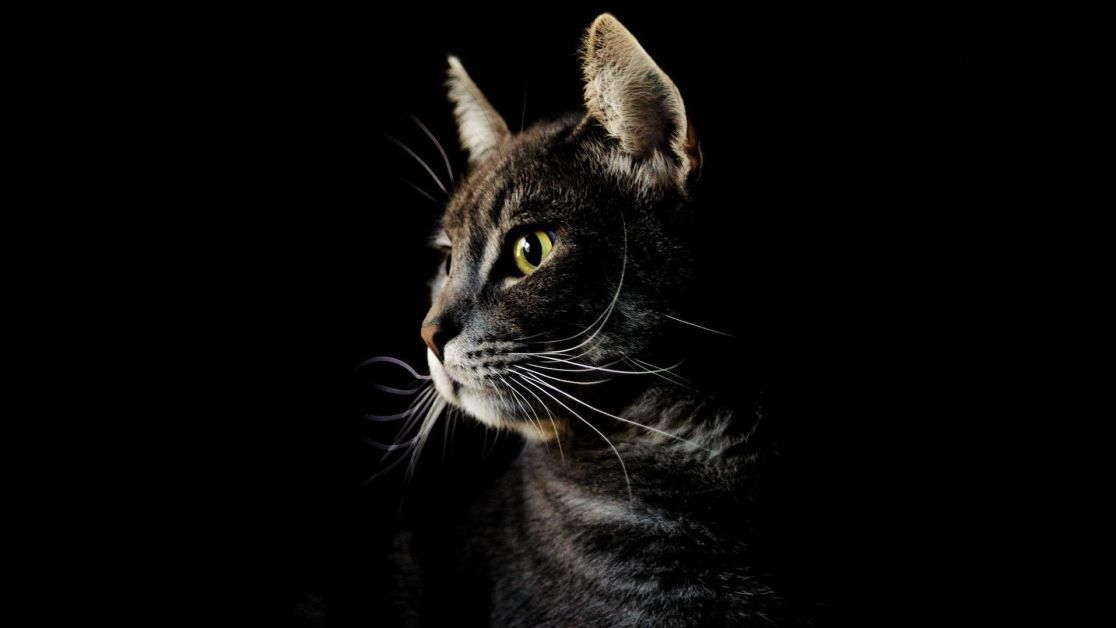 Чорні кішки: містичні домашні улюбленці з примітками