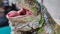 Фото: Kyiv Animal Rescue Group