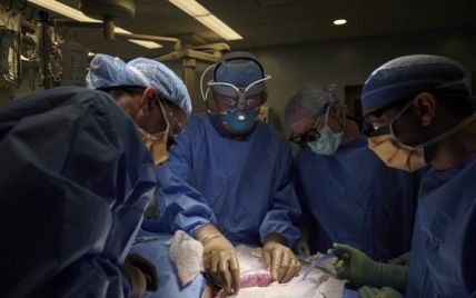 Американские хирурги впервые пересадили человеку почку от ГМО-свиньи