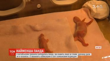 У китайському звіринці народилось бамбукове ведмежа розміром з куряче яйце