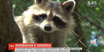 Смугасте поповнення: в одеському зоопарку народилося четверо дитинчат єнота