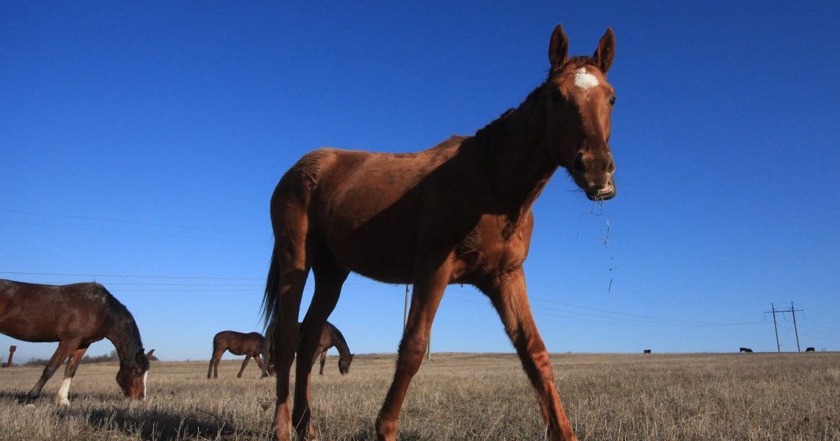 В Казахстане нашли табун замерзших во льду озера лошадей