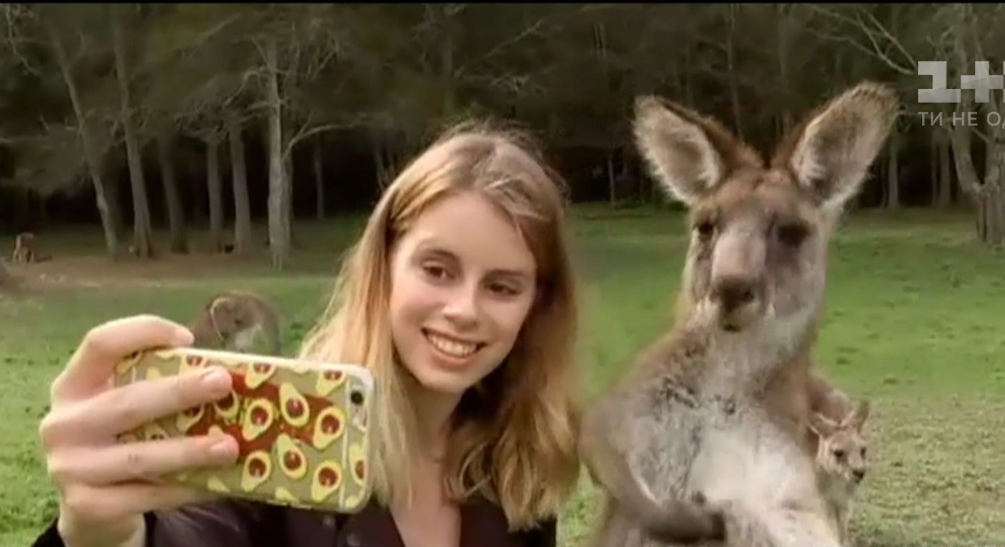 Австралійські кенгуру нападають на туристів, бо ті годують їх шкідливою їжею