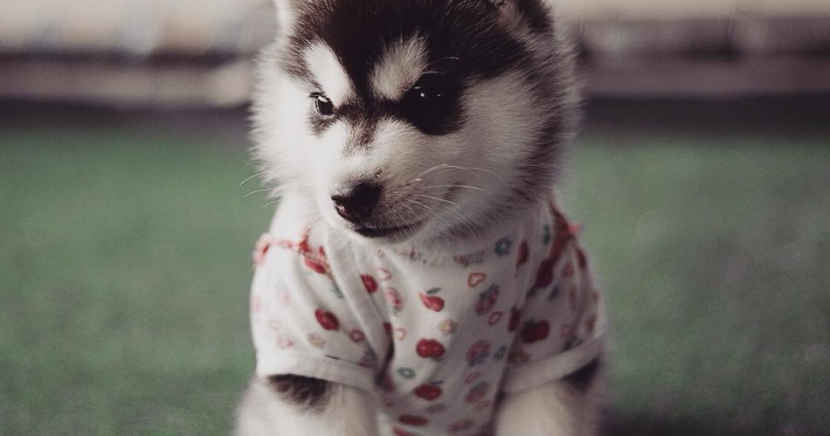 Девушка заинтересовалась этой породой три года назад / © Instagram.com/@erikaeasy