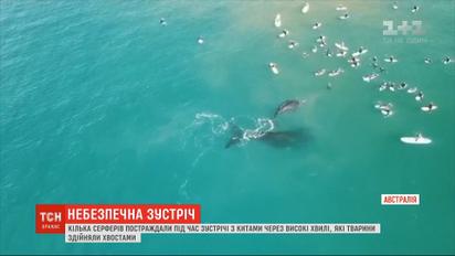 Неосторожные киты: в Австралии пострадали серферы во время встречи с морскими гигантами