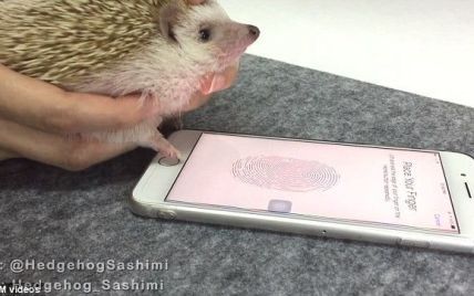 Соцмережі підкорює відео, на якому їжачок своєю крихітною лапкою розблоковує IPhone