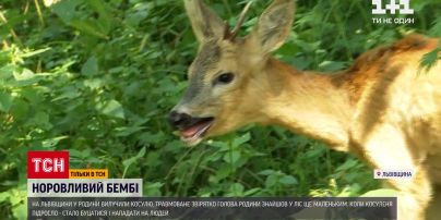 Новини України: у Львівській області в родини забрали косулю