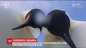В Сети появилось селф-видео с королевскими пингвинами