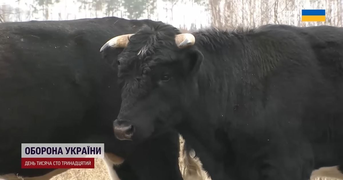 Здичавілі корови під Чорнобилем / Скриншот із відео ТСН