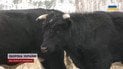 Здичавілі корови під Чорнобилем / Скриншот із відео ТСН
