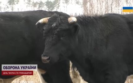 Здичавілі корови під Чорнобилем: звідки взялися і як пережили зиму (фото)