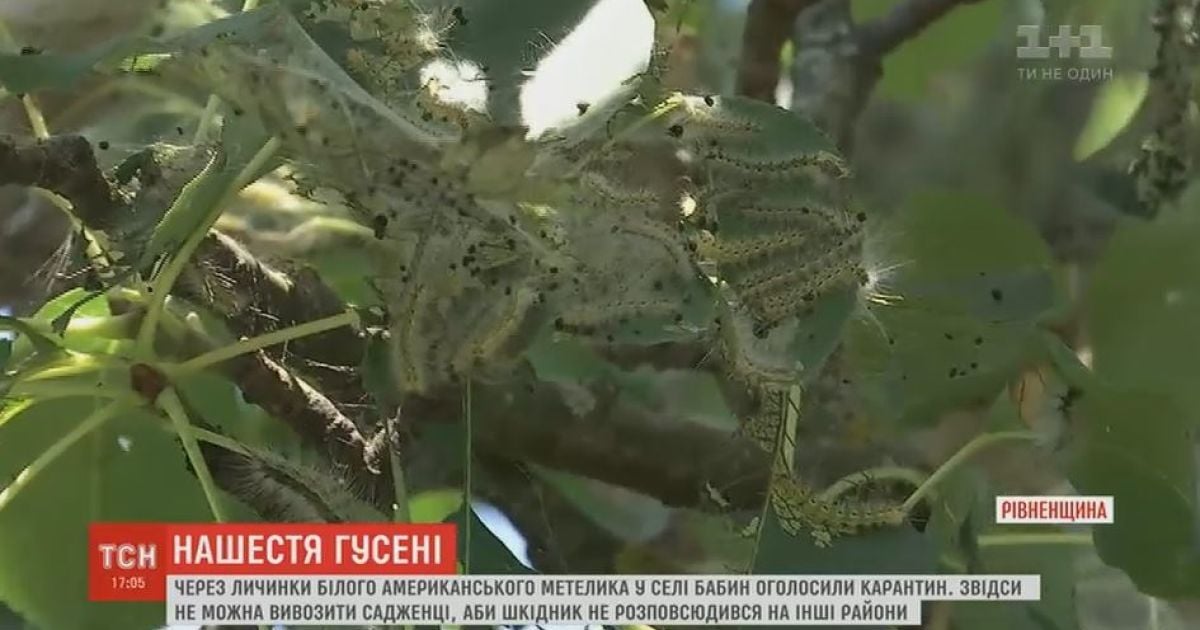 На Ровенщине объявили карантин из-за гусениц, которые уничтожает все деревья