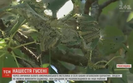 На Рівненщині оголосили карантин через гусінь, яка знищує усі дерева