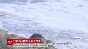 На тихоокеанском побережье Мексики заметили тысячи оливковых черепах