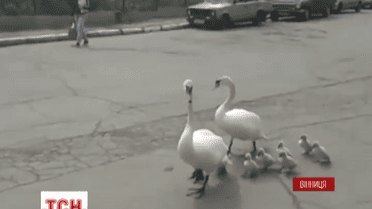 На Вінниччині міліціонерів у зону АТО проводжала родина лебедів