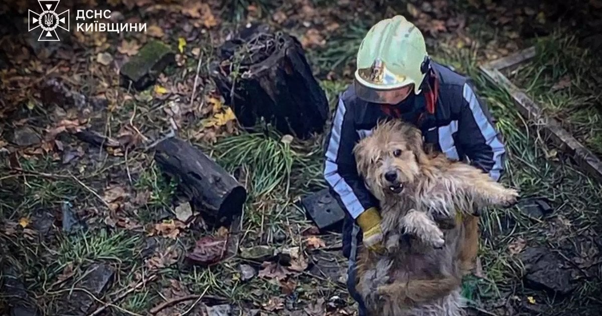 Порятунок тварин