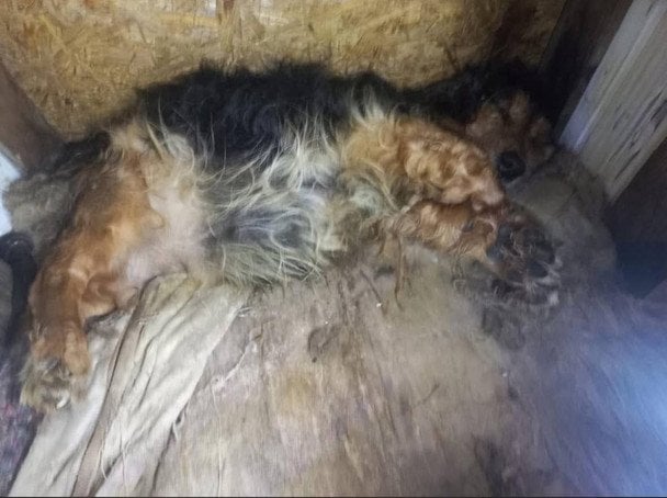 Собака / © Фото з відкритих джерел