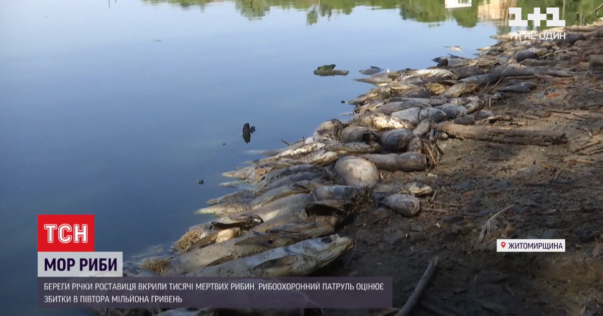 В Житомирской области местные жители забили тревогу из-за массового мора рыбы