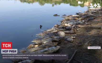 У Житомирській області місцеві мешканці забили на сполох через масовий мор риби