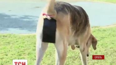 В Израиле придумали, как собаку заставить убирать за собой продукты жизнедеятельности