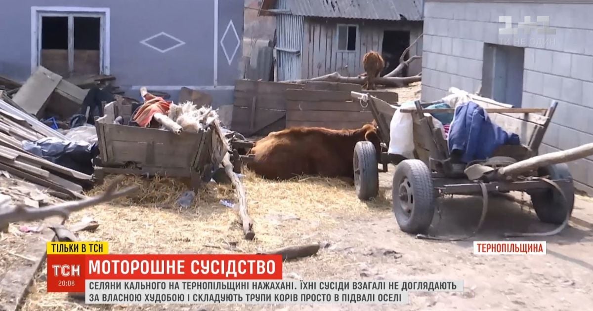 На Тернопільщині родина тримає в підвалі трупи корів: сморід розноситься селом